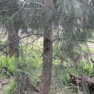 Casuarina cunninghamiana subsp. cunninghamiana at Stromlo, ACT - 14 Jun 2023 02:02 PM