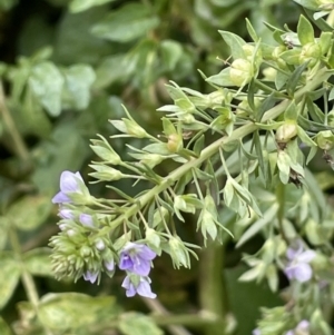 Veronica anagallis-aquatica at Stromlo, ACT - 14 Jun 2023