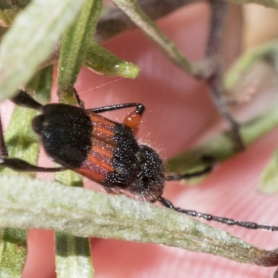 Obrida fascialis (One banded longicorn) at Hawker, ACT - 26 Dec 2022 by AlisonMilton