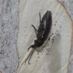 Alleculinae sp. (Subfamily) at Higgins, ACT - 12 Jan 2023