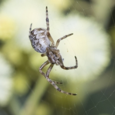 Salsa fuliginata (Sooty Orb-weaver) at Scullin, ACT - 26 Nov 2022 by AlisonMilton