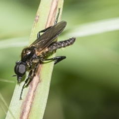 Bibionidae (family) (Bibionid fly) at Higgins, ACT - 26 Nov 2022 by AlisonMilton