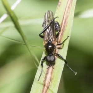 Bibionidae (family) at Higgins, ACT - 27 Nov 2022