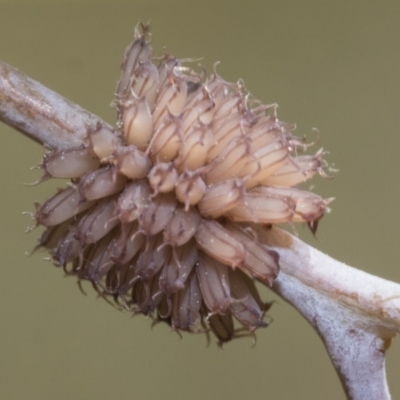 Paropsis atomaria (Eucalyptus leaf beetle) at Hawker, ACT - 26 Dec 2022 by AlisonMilton