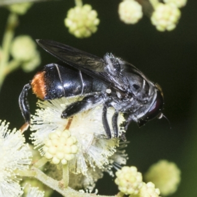 Malometasternum rufocaudatum (A bee-mimic hover fly) at Higgins, ACT - 26 Nov 2022 by AlisonMilton