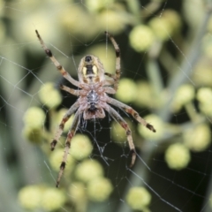 Salsa fuliginata (Sooty Orb-weaver) at Higgins, ACT - 27 Nov 2022 by AlisonMilton