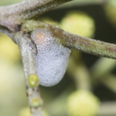 Aphrophorinae (subfamily) (Unidentified spittlebug) at Higgins, ACT - 26 Nov 2022 by AlisonMilton