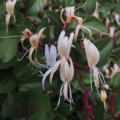 Lonicera japonica (Japanese Honeysuckle) at Conder, ACT - 3 Dec 2022 by michaelb