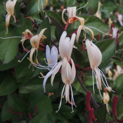 Lonicera japonica (Japanese Honeysuckle) at Conder, ACT - 3 Dec 2022 by michaelb