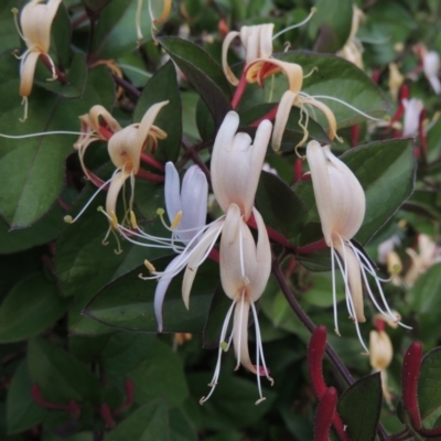 Lonicera japonica (Japanese Honeysuckle) at Pollinator-friendly garden Conder - 3 Dec 2022 by michaelb