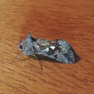 Chrysodeixis argentifera at Conder, ACT - 1 Dec 2022