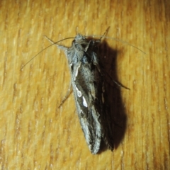 Chrysodeixis argentifera at Conder, ACT - 1 Dec 2022