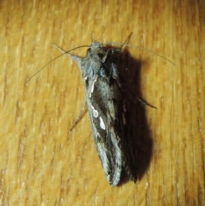 Chrysodeixis argentifera at Conder, ACT - 1 Dec 2022