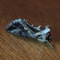 Chrysodeixis argentifera at Conder, ACT - 1 Dec 2022