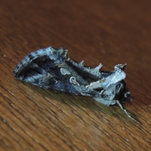 Chrysodeixis argentifera at Conder, ACT - 1 Dec 2022