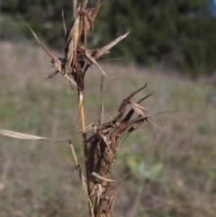 Cymbopogon refractus (Barbed-wire Grass) at Umbagong District Park - 10 Jun 2023 by pinnaCLE