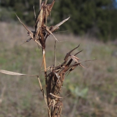 Cymbopogon refractus (Barbed-wire Grass) at Umbagong District Park - 10 Jun 2023 by pinnaCLE