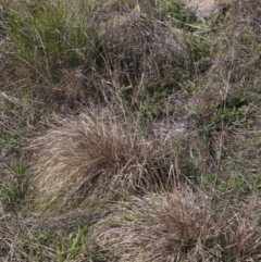 Cymbopogon refractus at Latham, ACT - 10 Jun 2023