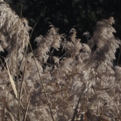 Phragmites australis (Common Reed) at Latham, ACT - 10 Jun 2023 by pinnaCLE