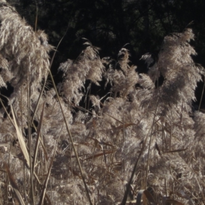 Phragmites australis (Common Reed) at Umbagong District Park - 10 Jun 2023 by pinnaCLE