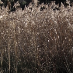 Phragmites australis at Latham, ACT - 10 Jun 2023 11:33 AM