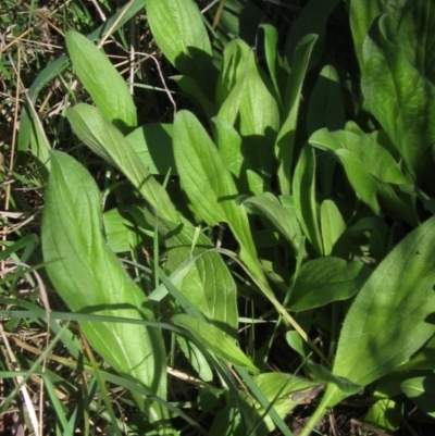 Echium plantagineum (Paterson's Curse) at Latham, ACT - 5 May 2023 by pinnaCLE