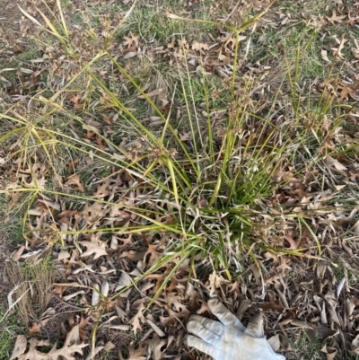 Cyperus eragrostis (Umbrella Sedge) at Ainslie, ACT - 15 Jun 2023 by echidna11
