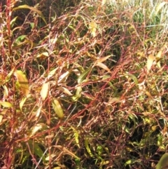 Persicaria hydropiper (Water Pepper) at Umbagong District Park - 5 May 2023 by pinnaCLE