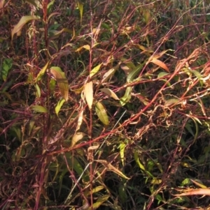 Persicaria hydropiper at Latham, ACT - 5 May 2023 02:20 PM