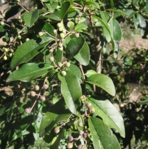 Ligustrum lucidum at Latham, ACT - 5 May 2023 02:21 PM