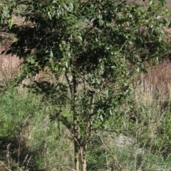 Ligustrum lucidum at Latham, ACT - 5 May 2023 02:21 PM