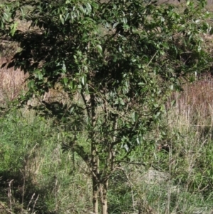 Ligustrum lucidum at Latham, ACT - 5 May 2023 02:21 PM