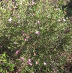 Crowea exalata subsp. exalata (Small Crowea) at Latham, ACT - 5 May 2023 by pinnaCLE