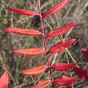 Pistacia chinensis at Latham, ACT - 5 May 2023 02:30 PM