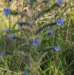 Echium vulgare at Latham, ACT - 5 May 2023 02:35 PM