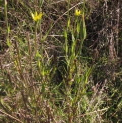 Tragopogon dubius (Goatsbeard) at Umbagong District Park - 5 May 2023 by pinnaCLE