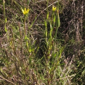 Tragopogon dubius at Latham, ACT - 5 May 2023