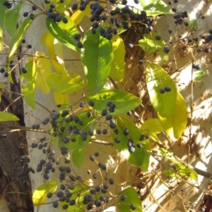 Ligustrum lucidum at Latham, ACT - 10 May 2023 02:19 PM