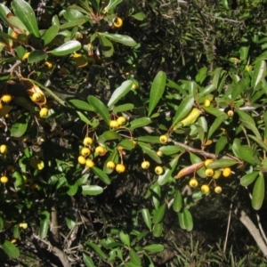 Pyracantha crenulata at Latham, ACT - 10 May 2023