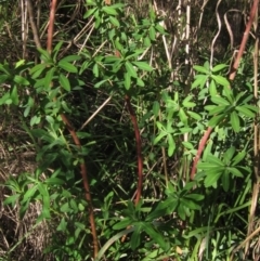 Euphorbia oblongata (Egg-leaf Spurge) at Umbagong District Park - 10 May 2023 by pinnaCLE