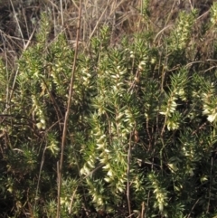 Melichrus urceolatus (Urn Heath) at Umbagong District Park - 10 May 2023 by pinnaCLE