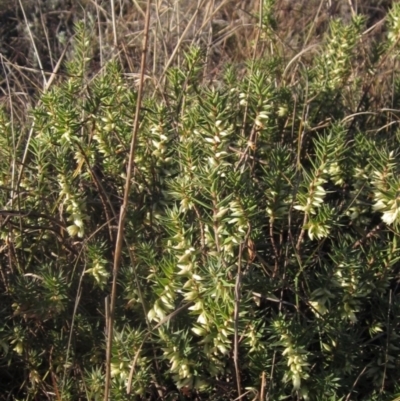 Melichrus urceolatus (Urn Heath) at Latham, ACT - 10 May 2023 by pinnaCLE