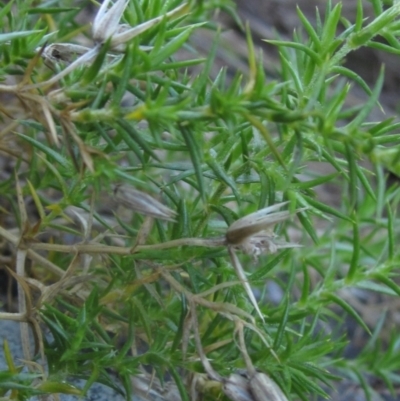 Stellaria pungens (Prickly Starwort) at Umbagong District Park - 10 May 2023 by pinnaCLE