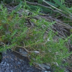 Stellaria pungens at Latham, ACT - 10 May 2023 04:15 PM