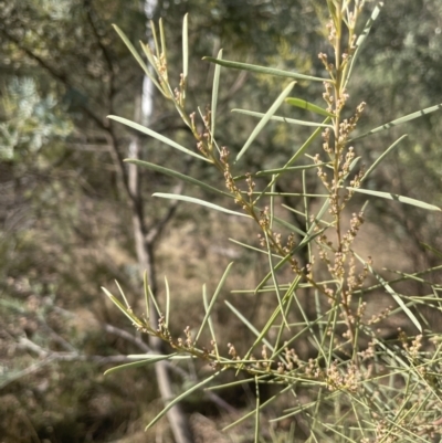 Acacia boormanii (Snowy River Wattle) at Michelago, NSW - 15 Jun 2023 by JaneR