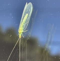 Mallada traviatus (Goldeneye Lacewing) at Hackett, ACT - 16 Jun 2023 by cmobbs