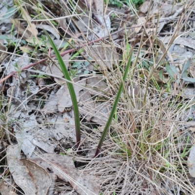 Thelymitra (genus) (sun orchids) at Jerrabomberra, ACT - 16 Jun 2023 by Mike