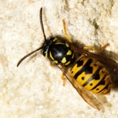 Vespula germanica (European wasp) at Acton, ACT - 16 Jun 2023 by Thurstan