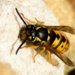 Vespula germanica at Acton, ACT - 16 Jun 2023 02:13 PM