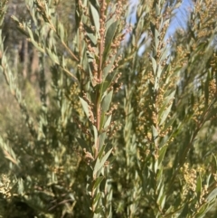 Acacia bormannii X pravissima (hybrid) at Michelago, NSW - 15 Jun 2023